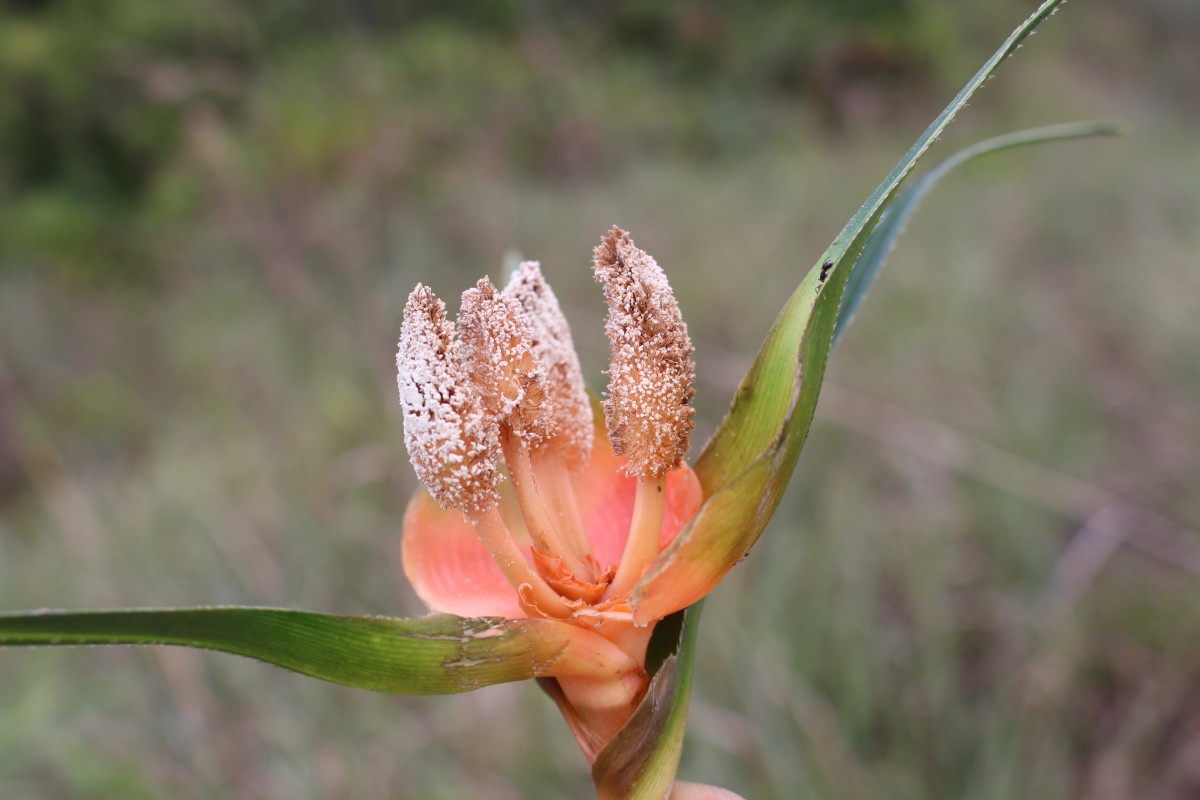 Freycinetia walkeri Solms